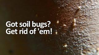Tiny white bugs in soil? How to get rid of soil mites