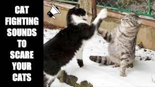 Cat Fighting Sounds to Scare Cats #22
