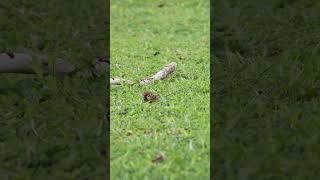 WildLife 35 Cute Sparrows jumping on the grass