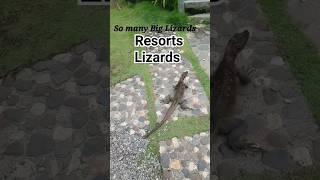 Big Lizards Too scary to walk in this resort #lizard #shortvideo