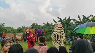 ATRAKSI BARONGSAI  SINAR GALUH N CITA @kp. buek