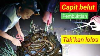 ngobor ikan belut di malam hari dengan capit kepiting pasti panen.