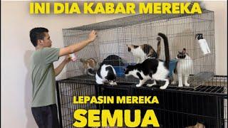 LEPASIN SEMUA KUCING DARI KANDANG INI DIA KABAR MEREKA SEMUA