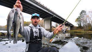 BRIDGE FISHING a LOADED Trout River  CATCH and COOK Tasty Rainbow Trout