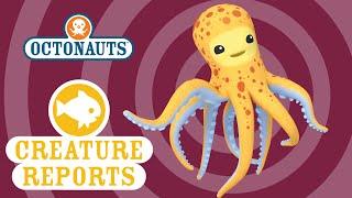 Octonauts Creature Report - Octopus