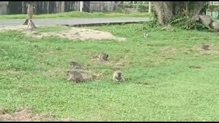 asia continent monkey park