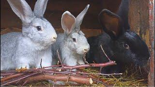 Affordable free and very useful food for rabbits hay substitute