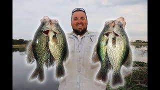 Crappie Fishing CHALLENGE Jigs vs LIVE minnows