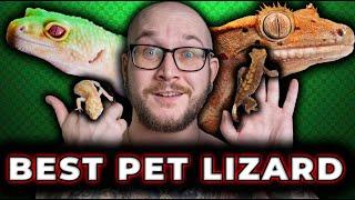 Leopard Gecko Vs Crested Gecko  Which is The Best Pet Lizard?