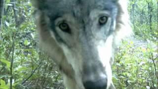 Studying Wolves with Camera Traps  Denali National Park Alaska