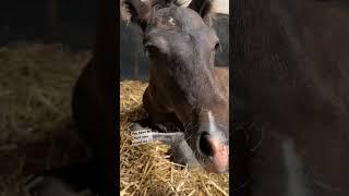 Baby pony is *SO* tired