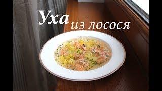 Уха из лосося Уха из красной рыбы Готовлю с любовью