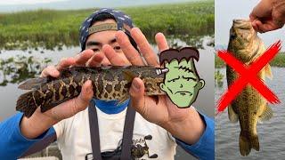 EXPERIMENT Did FRANKENFISH RUIN my FAVORITE Bass Fishing River?? Surprising Results