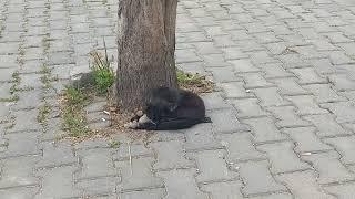 Why Are There So Many Street Cats in Turkey? Read The Description Please
