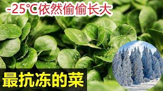 高营养最抗冻的蔬菜野菜 冬天也能慢慢长大 Growing Corn SaladLambs LettuceMache in cold winter