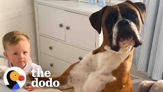 Dog Insists In Getting Into Baby Brothers Crib To Cuddle  The Dodo
