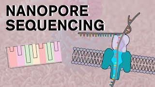 Nanopore Sequencing