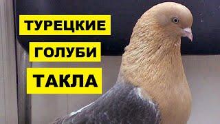 Турецкие голуби Такла особенности и описание породы  Разведение турецких голубей породы Такла