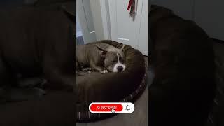 ADORABLE AMERICAN BULLY HAVING CUTEST DREAM   #cute #dog #shorts