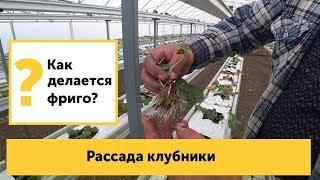 Клубника фриго. Как делается рассада? Сколько кг клубники с куста можно собрать?