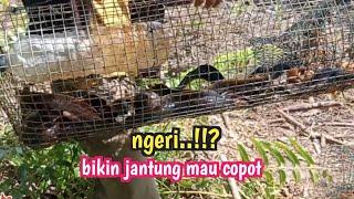 ULAR SEPERTI ANACONDA MASUK BUBU LELE LEMBAT NGERI  BIKIN SPOT JANTUNG