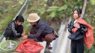 A poor girl collects snails and clams during the changing seasons-  Enjoy the sweet star fruit