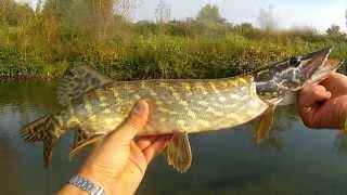 Luccio in roggia a casting mangiata in diretta GoPro