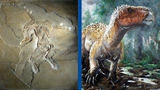 The Most Important Discoveries in Paleontology - Part 1
