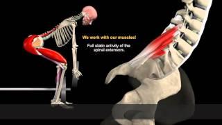 How to Avoid Injuries While Lifting Watch the muscles in 3D