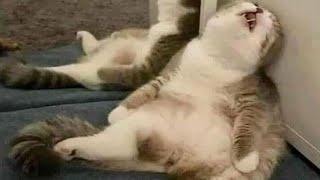 Baby Cats funny video Try not to laugh challenge 