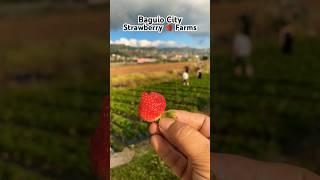 Strawberry  Farms BAGUIO City