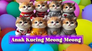 Anak Kucing Meong Meong ‼️ KUCING LUCU BIKIN NGAKAK  Lagu Kucing Meong Meong