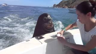 Feeding the sea lions