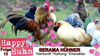 E13 Serama Hühner im Rasseportrait - HAPPY HUHN Ayam Serama - Zwerghühner Haltung Eier Brut Zucht