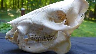 Skull detectives  Understanding Mammal Skulls