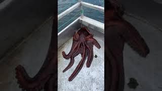 Giant Pacific Octopus Shapeshifter British Columbia