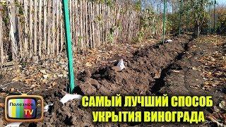 САМЫЙ ЛУЧШИЙ СПОСОБ УКРЫТИЯ ВИНОГРАДА НА ЗИМУ