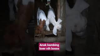 #animals #kambingboer #boergoats #goat #cempe #kambing #kambingetawa #goats #goatfarming #goatfarm