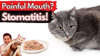 Stomatitis in the Cat Painful and inflamed mouth Dr. Dan explains How to treat and fix stomatitis.