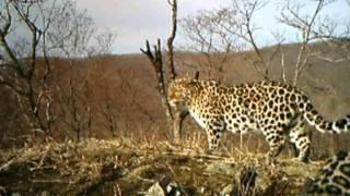 Amur leopards caught on camera trap