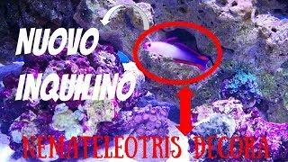 NUOVO INQUILINO Acquario Marino - Nemateleotris Decora