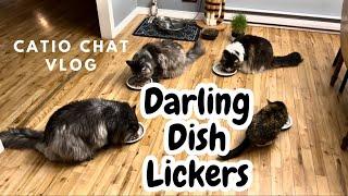 Treats and Cat Art  Catio Chat #animals #pets #cats #catvideo #catlover
