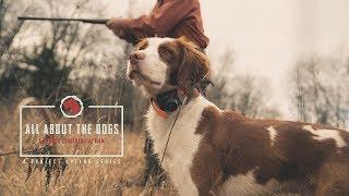 All About the Dogs - An American Brittany Story - Project Upland