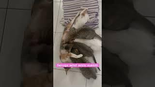 Induk nyusuin anak dan cucu sampai berdarah-darah  #shorts #short #shortvideo