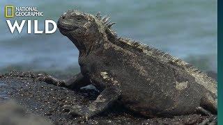 Iguana Awareness Day 43 Types to Celebrate  Nat Geo Wild