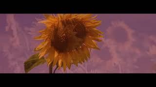 The Range - Sunflower Mix