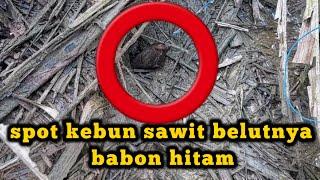 BELUT SUPER ‼️ mancing belut di kebun sawit  ngurek belut #fishing #013  #belutsuper