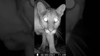 Mountain Lion Sneaks Up on my Trail Camera #naturelovers #animalshorts #cougars #bigcat