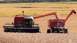 COLHEITA DA SOJA 2024 na fronteira gaúcha - Massey Ferguson 5650