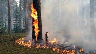 Семья Бровченко. 9 мая Пожар в лесу возле нашего села Как горит лес. 05.16г.